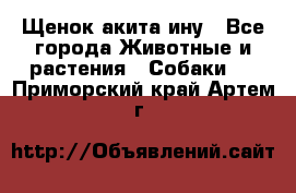 Щенок акита ину - Все города Животные и растения » Собаки   . Приморский край,Артем г.